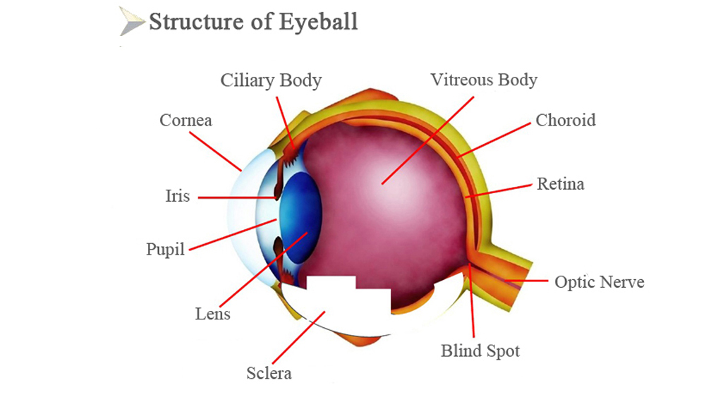 What's Structure of Eyeball ?